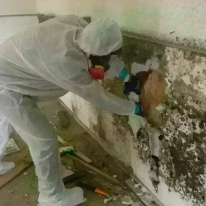 Mold Remediation and Removal in Burlington, MA